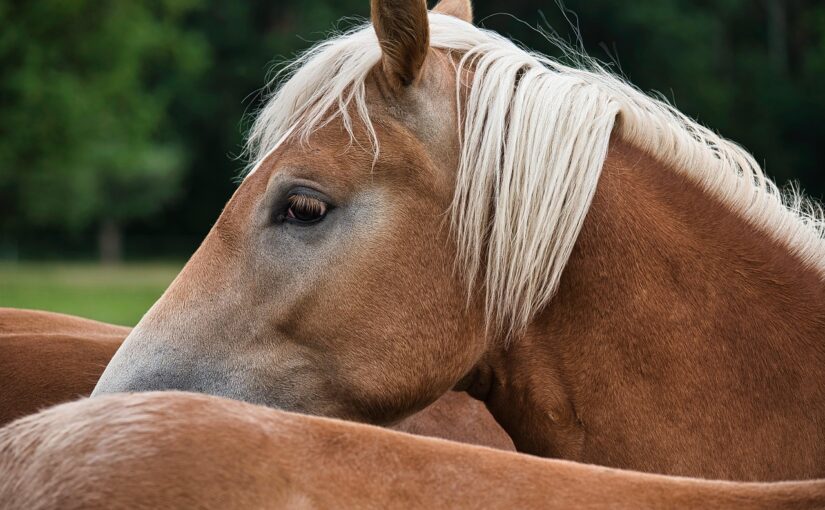 Hvordan Nordic Horse forhandlere sikrer hestevelfærd i Danmark
